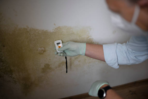 Best Environmental Consulting for Mold Prevention  in Shrewsbury, PA